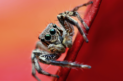 Frontiers in Arachnid Science