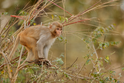 Macaque rhesus on the wall with beautiful blurry background. Cheeky monkey in the city area. Wildlife scene with danger animal. Hot weather in India. Macaca mulatta.