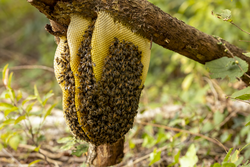 Side view of a branch with a colony of wild Apis Mellifera Carnica or Western Honey Bees on a layered honeycomb with out of focus natural foreground a